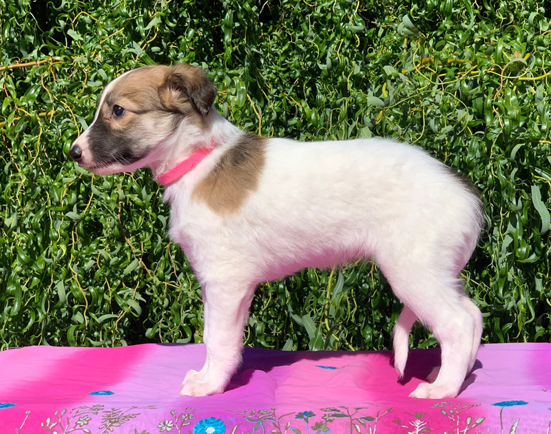 5 weeks - Girl 3 left